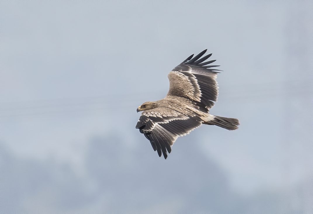 Ghi nhận loài chim di cư quý hiếm tại Việt Nam: Đại bàng đầu nâu
